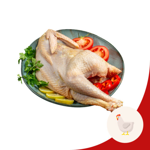 kampung chicken